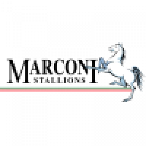 Маркони Стэллионс до 20